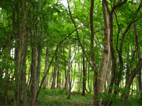 Support for conservation